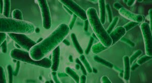 Candida при большом увеличении